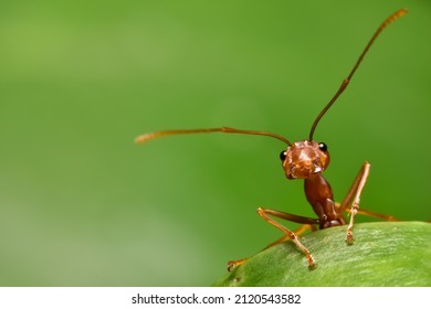 hormiga roja en la naturaleza. 