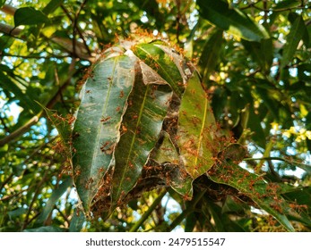 Red ant nest from foliage - Powered by Shutterstock