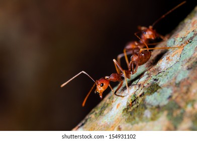 red ant on natural - Shutterstock ID 154931102