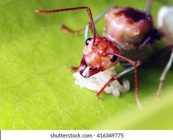 Red Ant Queen Guarding Her Eggs