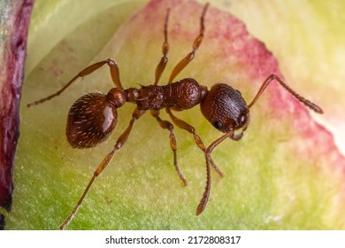 Red Ant, Solenopsis Invicta, Red Imported Fire Ant, RIFA, Is One Of The World's Most Dangerous Invasive Ant Species With A Strong Sting And Venom.