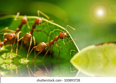 Red Ant Team Work Building Home