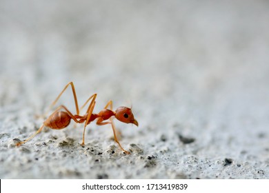 赤い蟻 High Res Stock Images Shutterstock