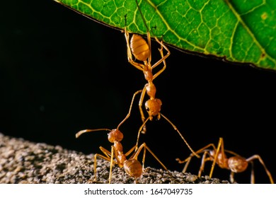 Red ant. Ant walking to Foraging on a branch.