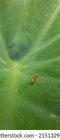 A red ant walking on taro leaves - Shutterstock ID 2151329861