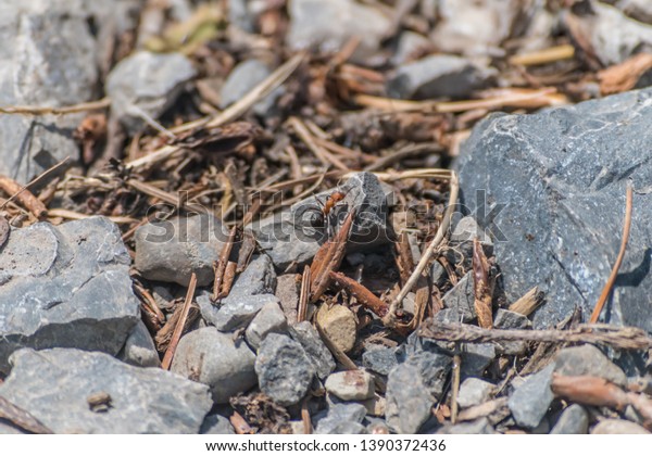 A red ant walks away from the camera on top of\
gravel rocks and pine\
needles.