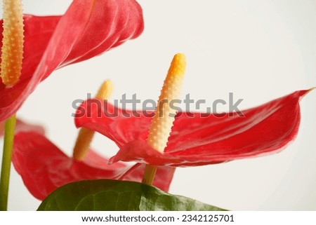 Red Anthurium flower. Heart-shaped red flower Anthurium  for postcard beauty and agriculture design. In full bloom 