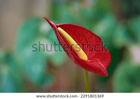 red anthurium flower, also known as tailflower, flamingo and laceleaf flower, teardrop shaped with yellow spadix isolated on natural garden background, selective focus with copy space
