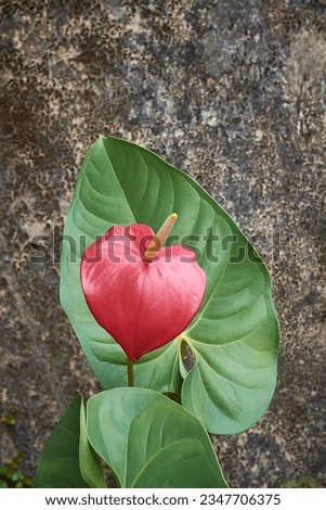 red anthurium flower with leaves, aka tail flower, flamingo and laceleaf flower, teardrop shaped with yellow spadix isolated on textured background, selective focus with copy space