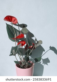 Flor anthurium rojo en