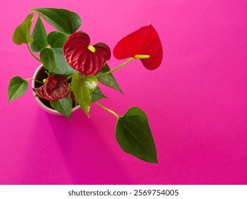 Flor anthurium rojo en