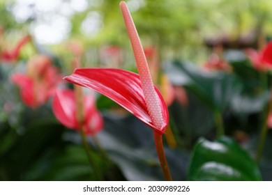 Red anthurium also known as tailflower, flamingo flower and laceleaf. Martinique island . French West Indies.