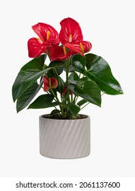 Red Anthurium Plant In A Gray Pot