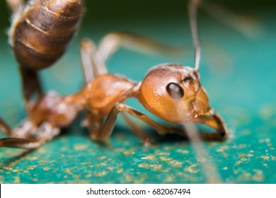 Red ants