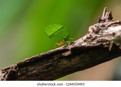 red ants ant carrying leaf leaves macro