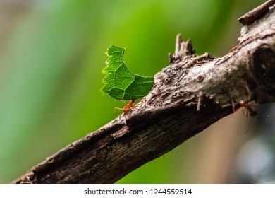 Red Ants Ant Carrying Leaf Leaves Macro