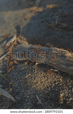Red ants at the beach