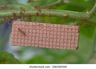 Red Ants carry chocolate wafers on tree branches
nest on a green background. Hardworking strong ants (weaver ants) - Shutterstock ID 2063369345