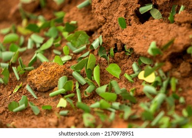 Red Ants Carrying Pieces Of Green Grass On The Brown Ground