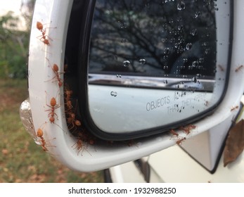 Red ants caught white car in the rainy season Falling from tree