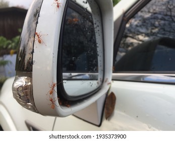 Red Ants Caught On A White Car In The Rainy Season Falling From A Tree