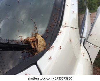 Red Ants Caught On A White Car In The Rainy Season Falling From A Tree