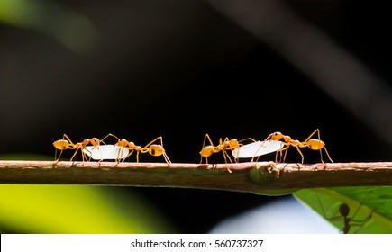 Red ants (fire ant, Solenopsis geminate) helping each other carry a grain of rice
