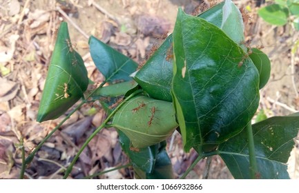 Red Ants Making A Home In The Millettia Pinnata Leaves. It is A Species Of Tree In The pea family,Fabaceae,native To Eastern And Tropical Asia,Australia And Pacific Islands. It Is Pongamia Pinnata .