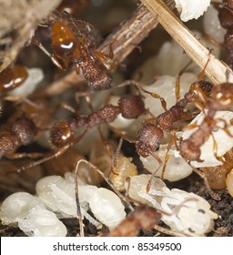 Red Ants Myrmicinae Rescue Larva Extreme Stock Photo (Edit Now) 85349500