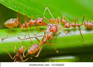 Red Ants Nature Stock Photo 111563663 | Shutterstock