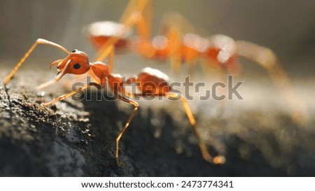 Red ants, often referred to as fire ants, are a group of several species known for their reddish appearance and painful stings.