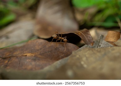 Red ants on dry leaves, their tropical home - Powered by Shutterstock