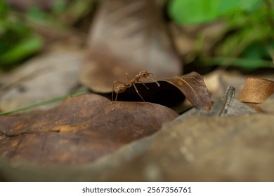 Red ants on dry leaves, their tropical home - Powered by Shutterstock