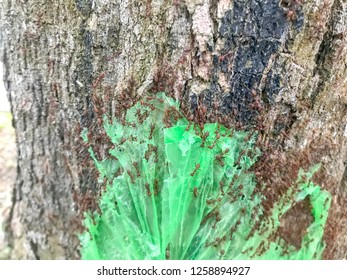 Red ants or Pharaoh ants at the tree eating plastic.