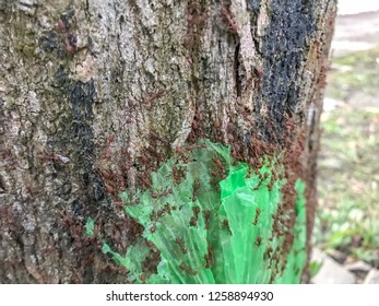Red ants or Pharaoh ants at the tree eating plastic.