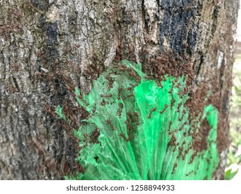 Red ants or Pharaoh ants at the tree eating plastic.