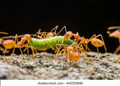 Red ants. Red Weaver Ants tearing their prey apart. Red weaver ants.Red weaver ants teamwork.Red ants team work