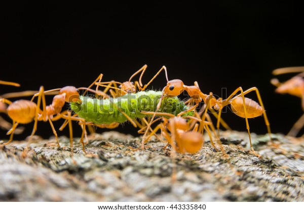 Rote Ameisen Red Weaver Ants Zerreissen Stockfoto Jetzt