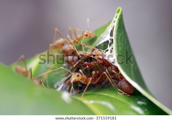 Red ants work as\
a team to build their nest