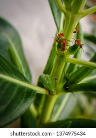 Red Ants Working Together