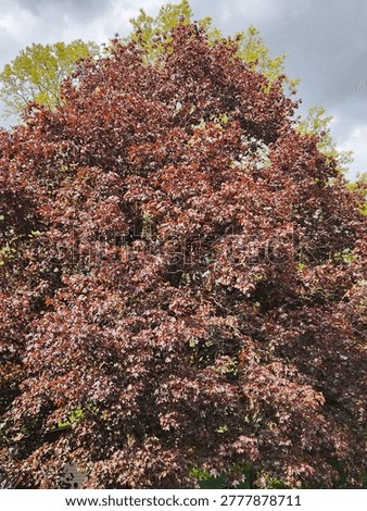 red .aple tree in spring sunny day