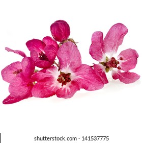 Red Apple Blossom Close Up Macro Shot Isolated On A White Background