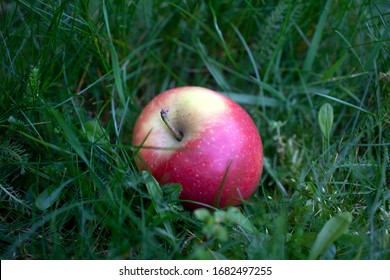 A red apple fallen from a tree