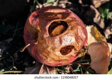 The Red Apple Fell On The Ground. It Was Empty Inside, After The Core Was Eaten By The Wasp.