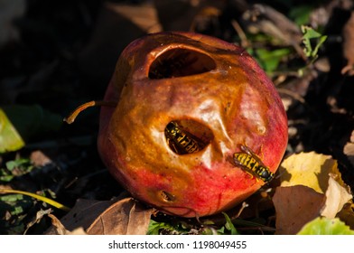 The Red Apple Fell On The Ground. The Wasp Lies Inside And Eats The Core. The Apple Remains Naked Empty After The Core Has Been Eaten By The Wasp.