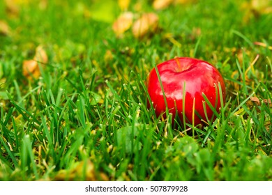 Red apple in the grass