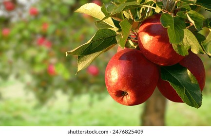 red apple looks delicious green leaf - Powered by Shutterstock
