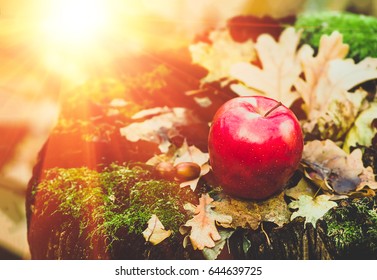 red apple lying on an old stump with green moss, dry autumn leaves and acorns, agriculture background. - Shutterstock ID 644639725