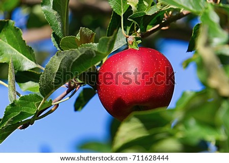 Red apple (Macintosh) in fall ready to pick.