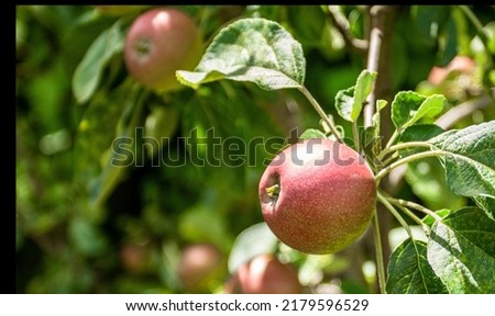 Image, Stock Photo ripe apples on a tree